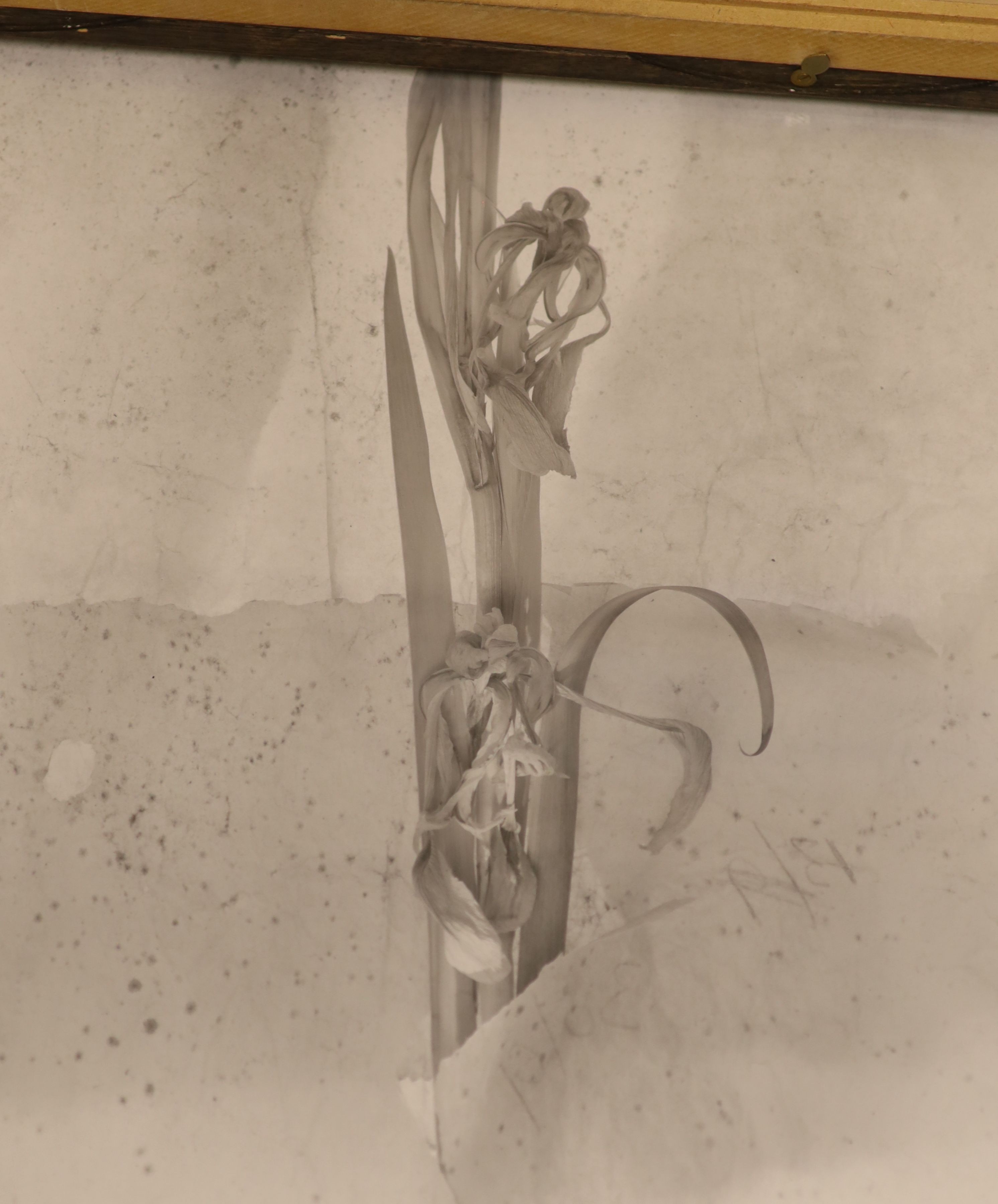 John Blakemore (1936-), eight assorted gelatin silver prints, Tulips 1988 with Zelda Cheatle Gallery label verso, 41 x 33cm; Tulip Series, 41 x 32cm; Tulip Series, two in one frame